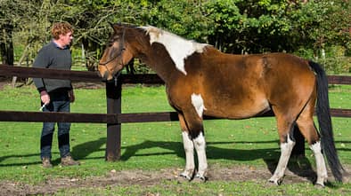 Wurmkur, Pferd entwurmen, Selektive Entwurmung, Pinto, Tierarzt Ein Mann hält eine Wurmkur in der Hand, vor ihm das gescheckte Pferd auf der umzäunten Weide.