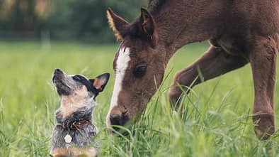 Pferd und Hund, Fohlen und Hund, Freundschaft zwischen Pferd und Hund, Hunde im Stall Ein Hund mit einem braunen Fohlen auf der Wiese