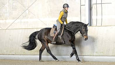 Die Nase des Pferds kommt im Galopp unter Daniela Wais nach vorn. 