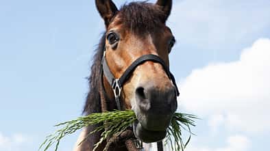 Ein braunes Pony hat lange Grashalme im Maul