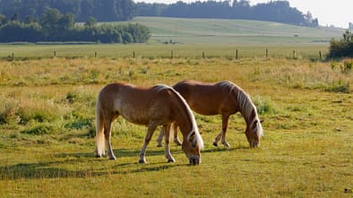 Weide, Grasen, Anweiden, Haflinger, Koppel, Weide-Pflege, Koppel-Pflege Zwei Haflinger stehen grasend auf der Weide