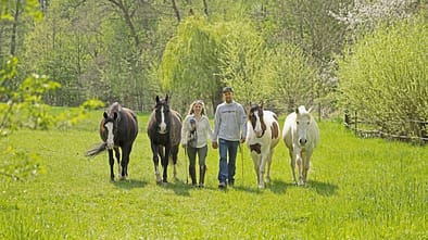 Die Pferdeprofis, TV, Jenny und Peer, Jenny Wild, Peer Claßen, Problempferde, VOX Jenny und Peer Hand in Hand von vier Pferden umgeben über eine Wiese laufend