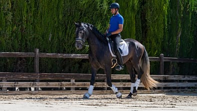 Ein Reiter mit einem jungen Schimmel auf dem Reitplatz beim Training