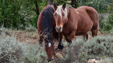 Zwei braune Pferde in freier Wildbahn
