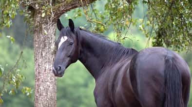Schwarzes Pferd mit Abzeichen am Kopf von hinten vor einem Baum.