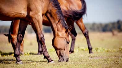 Eine Herde brauner Pferde grast auf der Weide.