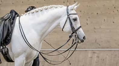 Ein Araber Schimmel-Hengst mit einem schön geformten Hals auf Kandare gezäumt.