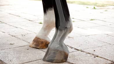 Pferdebein mit Knochenillustration