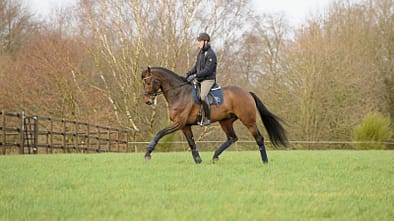 Training im Herbst, turnierfreie Saison, Dressurtraining, Training im Freien, Anlehnung, Trabarbeit, korrekter Sitz Ein Reiter mit seinem braunen Pferd bei der Dressurarbeit auf einer herbstlichen Wiese.