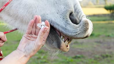 Einem Pferd wird eine Wurmkur mit einer Maulspritze verabreicht.