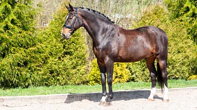 Ein brauner eingeflochtener Hengst steht auf dem Reitplatz zur Präsentation