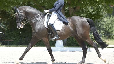 Ein Reiter im Schiebesitz auf einem Turnier.