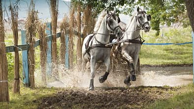 Pferde-Gespann beim Hindernisfahren