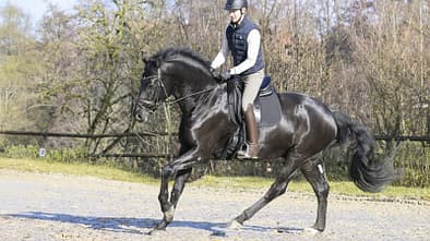 Nick Wiedmann mit Fine Black bei der Galopparbeit im leichten Sitz.