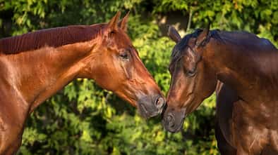 Zwei Pferde, die sich gegenseitig beschnuppern, im Porträt.