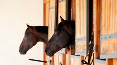 Zwei Pferde schauen aus ihrer Box heraus