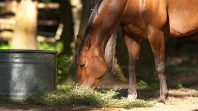 Ein Pferd frisst Luzerne-Heu vom Boden