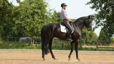 Ein Reiter mit seinem Pferd im Rückwärtsrichten