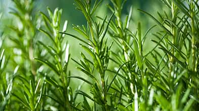 Nahaufnahme Rosmarin-Zweige in einem Garten