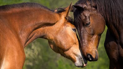 Pferde quietschen, neues Pferd in der Herde, beschnuppern, Nüstern, Freundschaft, Neuankömmling, in die Herde integrieren Zwei Pferde beschnuppern sich und haben die Köpfe zusammen
