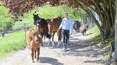 Das Foto zeigt Sabine Angemeer, die mehrere freilaufende Pferde und Ponys auf einem schmalen eingezäunten Weg/Trail unter dichtem, rotlaubigem Baumbewuchs anführt. Die Szene liegt in ländlicher Umgebung, mit Schattenwurf der Bäume.