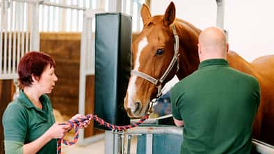 Ein Pferd wird von einer Tierarzthelferin am Führstrick im Behandlungsstand der Tierklinik gehalten, während der Tierarzt das Pferd untersucht. 