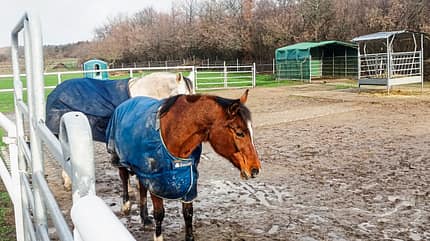 cav-201903-reitschultest-evessen-mit-TEASER-brandt-8-v-amendo (jpg) cav-201903-reitschultest-evessen-mit-TEASER-brandt-8-v-amendo (jpg)