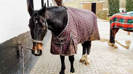 cav-201903-reitschultest-hippodrom-mit-TEASER-brandt-13-v-amendo (jpg) cav-201903-reitschultest-hippodrom-mit-TEASER-brandt-13-v-amendo (jpg)