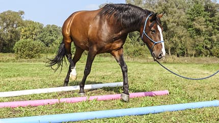 CAV Denksport fürs Pferd CAV Denksport fürs Pferd