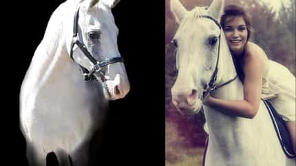 CAV Seelenpferd Laura Müller CAV Seelenpferd Laura Müller