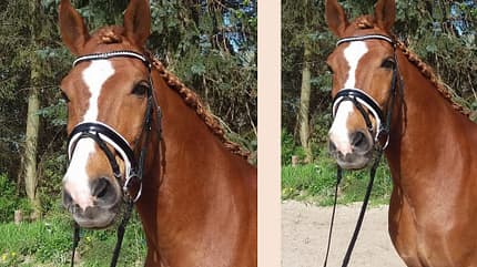 CAV Seelenpferd Janina Gast CAV Seelenpferd Janina Gast