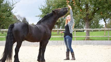 CAV Seelenpferd Jil Stettler CAV Seelenpferd Jil Stettler