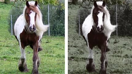 CAV Seelenpferd Marion CAV Seelenpferd Marion