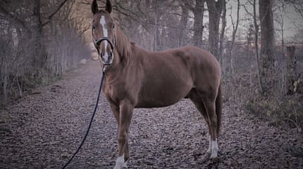CAV Seelenpferd Rieke Kupfer CAV Seelenpferd Rieke Kupfer