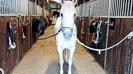 cav-201812-reitschultest-mit-TEASER-20181007-092127-brandt-2 (jpg) cav-201812-reitschultest-mit-TEASER-20181007-092127-brandt-2 (jpg)