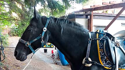 cav-201812-reitschultest-20181006-100426-brandt (jpg) cav-201812-reitschultest-20181006-100426-brandt (jpg)
