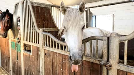 cav-201810-reitschultest-oberhausen-reitverein-ziethen-schulpferd-mit-TEASER-img2100 (jpg) cav-201810-reitschultest-oberhausen-reitverein-ziethen-schulpferd-mit-TEASER-img2100 (jpg)