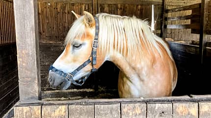 cav-201810-reitschultest-oberhausen-klaphecks-hof-schulpferd-mit-TEASER-img2121 (jpg) cav-201810-reitschultest-oberhausen-klaphecks-hof-schulpferd-mit-TEASER-img2121 (jpg)