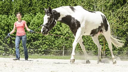 CAV Longieren mit Kappzaum 1 CAV Longieren mit Kappzaum 1