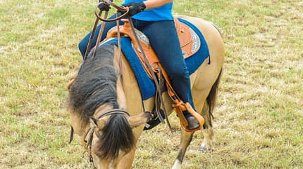 cav-201808-uebungen-fuers-pferdegehirn-9-lir8010-v-amendo (jpg) cav-201808-uebungen-fuers-pferdegehirn-9-lir8010-v-amendo (jpg)