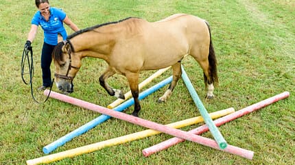 cav-201808-uebungen-fuers-pferdegehirn-1-lir7725-v-amendo (jpg) cav-201808-uebungen-fuers-pferdegehirn-1-lir7725-v-amendo (jpg)