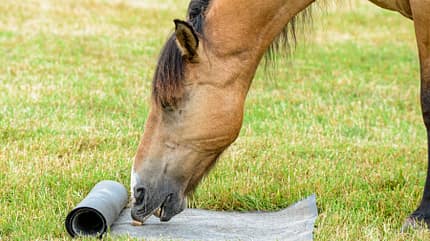 cav-201808-uebungen-fuers-pferdegehirn-5-lir7264-v-amendo (jpg) cav-201808-uebungen-fuers-pferdegehirn-5-lir7264-v-amendo (jpg)