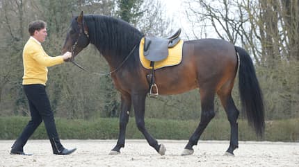 cav-0518-zufrieden-am-zuegel-lir8882 (jpg)