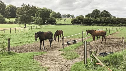 CAV Reitschultest Aachen Goka 1 CAV Reitschultest Aachen Goka 1