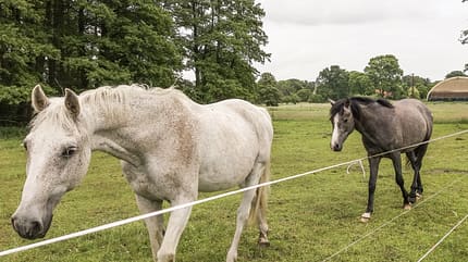 CAV Reitschultest Altmark Neulingen 2 CAV Reitschultest Altmark Neulingen 2