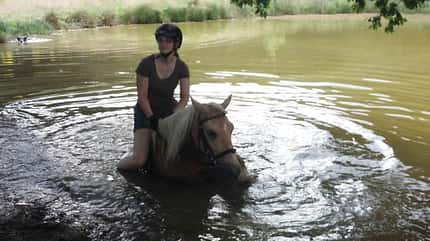 CAV Fotowettbewerb BR Pferde baden Svenja Asser CAV Fotowettbewerb BR Pferde baden Svenja Asser