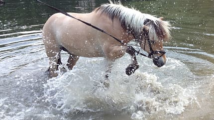 CAV Fotowettbewerb BR Pferde baden Julia Averbeck CAV Fotowettbewerb BR Pferde baden Julia Averbeck