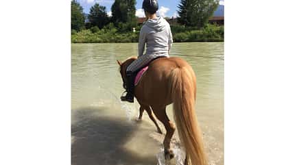 CAV Fotowettbewerb BR Pferde baden Alena Felicia CAV Fotowettbewerb BR Pferde baden Alena Felicia