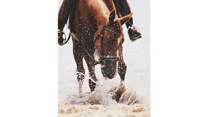CAV Fotowettbewerb BR Pferde baden Wiebke Krüger CAV Fotowettbewerb BR Pferde baden Wiebke Krüger
