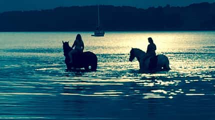 CAV Fotowettbewerb BR Pferde baden Cathrin Kusche CAV Fotowettbewerb BR Pferde baden Cathrin Kusche